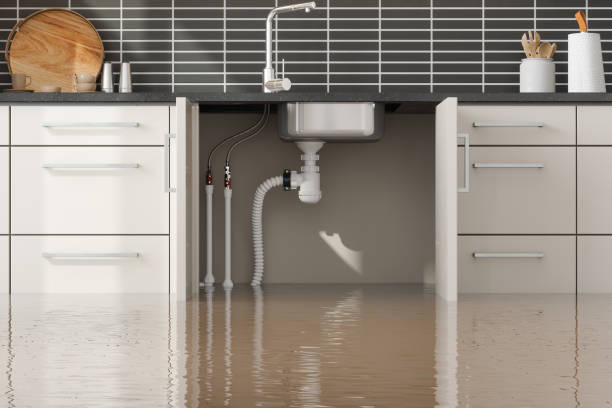 Best Professional water damage repair  in Black Forest, CO